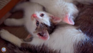 Live Free In Greece to Take Care of Cats