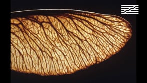 Vignette de la vidéo