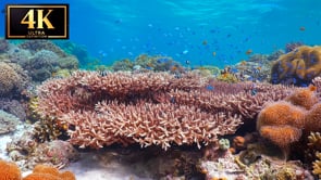 Underwater Short Film - The Coral Reef 4K