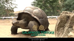 SFFILM SCHOOL :: Kim Min Gyeong - Galapagos Tortoise (마야학원, VFX학원, 3D애니메이션학