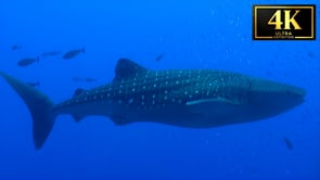 Underwater Short Film - Underwater Wonders