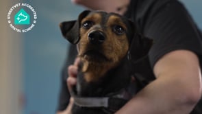 StreetVet | AHS Veterans: Winston