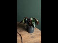 begonia black forest