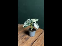Alocasia Frydek Variegata Mini