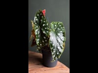 Begonia-maculata-mega-dot-m