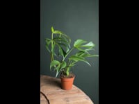 monstera-burle-marx-l