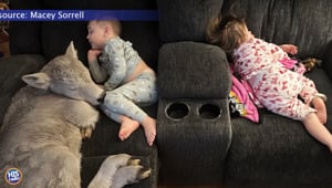 Family Keeps Newborn Calf Inside The House