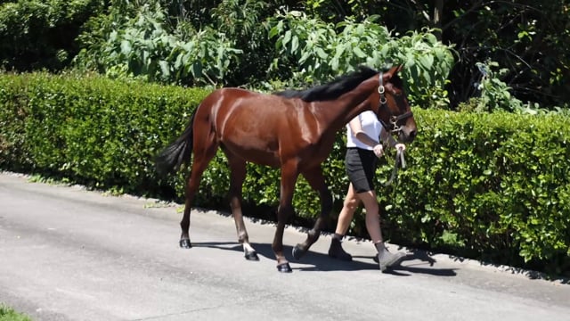 Lot 51