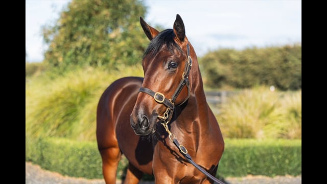 Lot 15