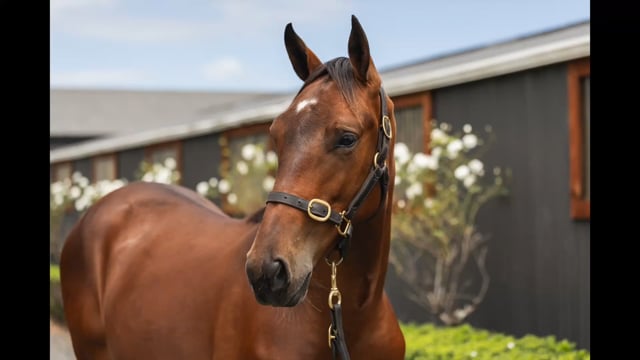 Lot 95