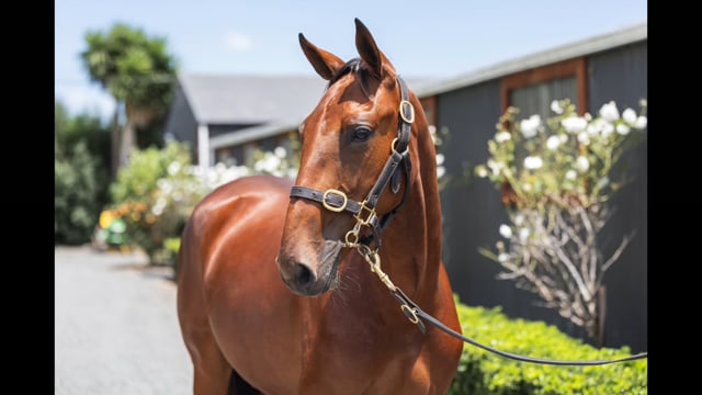 Lot 100