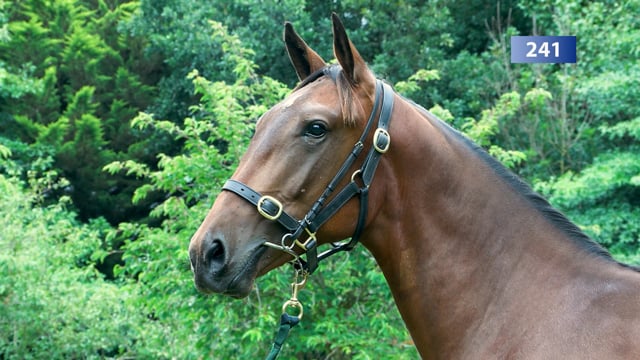 Lot 241