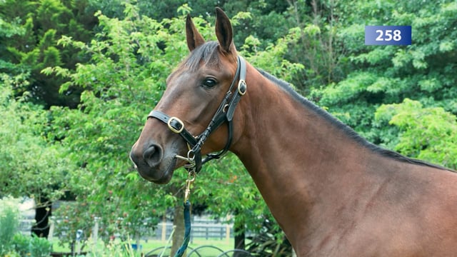 Lot 258