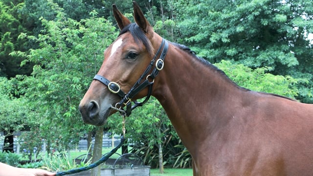 Lot 142