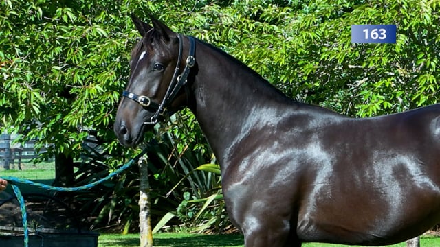 Lot 163