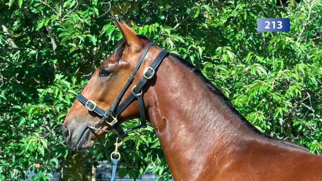 Lot 213
