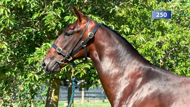 Lot 250