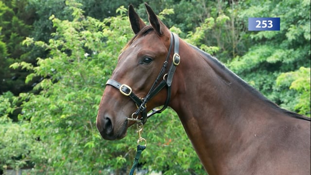 Lot 253