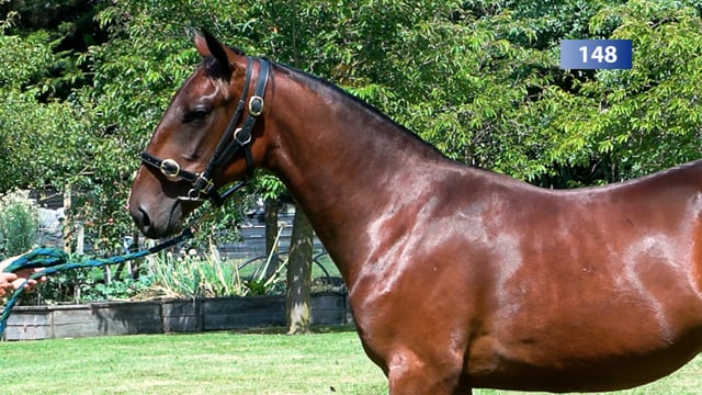 Lot 148