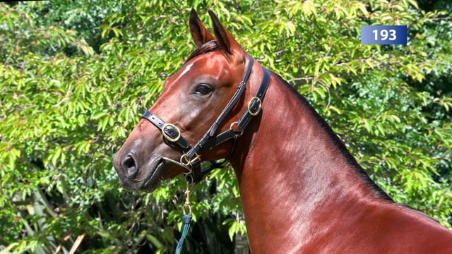 Lot 193