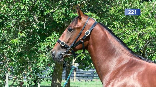 Lot 221