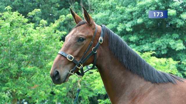 Lot 173