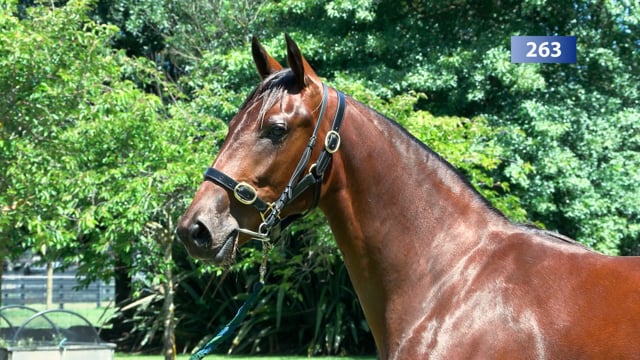 Lot 263
