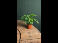 Monstera-Monkey-Mint-video