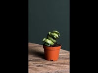 Hoya-carnosa-amarilla-mini-video