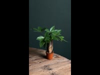 Pachira-Acuática-Mini-Video