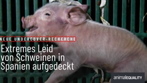 Undercover-Recherche: Grausame Realität in Spaniens Schweinebetrieben. ��