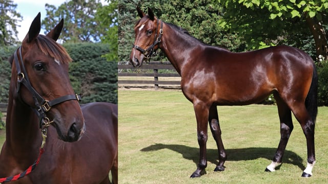 Lot 137