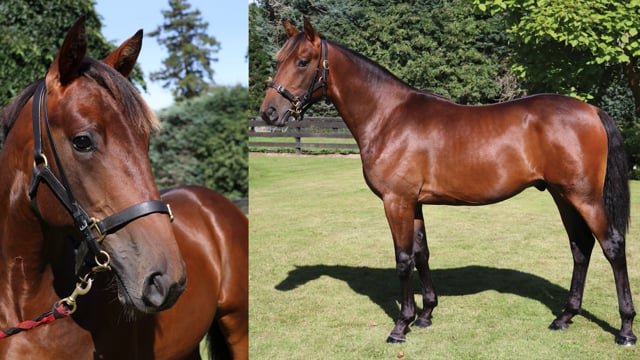 Lot 145