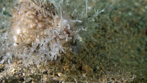 1156_Cowry shell close-up on sandy seafloor