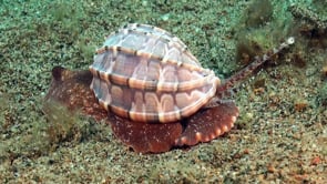 0952_Brown Harpa snail crawling over sandy seafloor