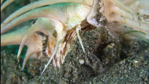 0242_Murex snail close up crawling over sandy seafloor