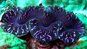 0867_Pink giant clam close-up on coral reef
