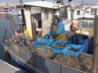 La sípia estarà en veda fins al 28 de febrer