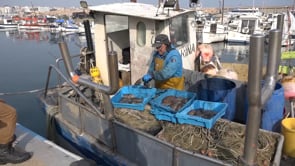 La sípia estarà en veda fins al 28 de febrer