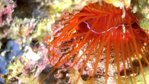 0788_Flaming file shell close up