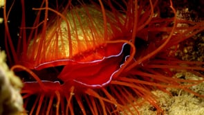 0786_Big flame file shell super close up