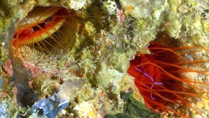 0785_Two flaming file shells on coral reef wall