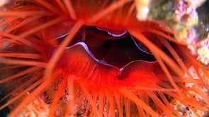 0784_Flaming file shell super close up