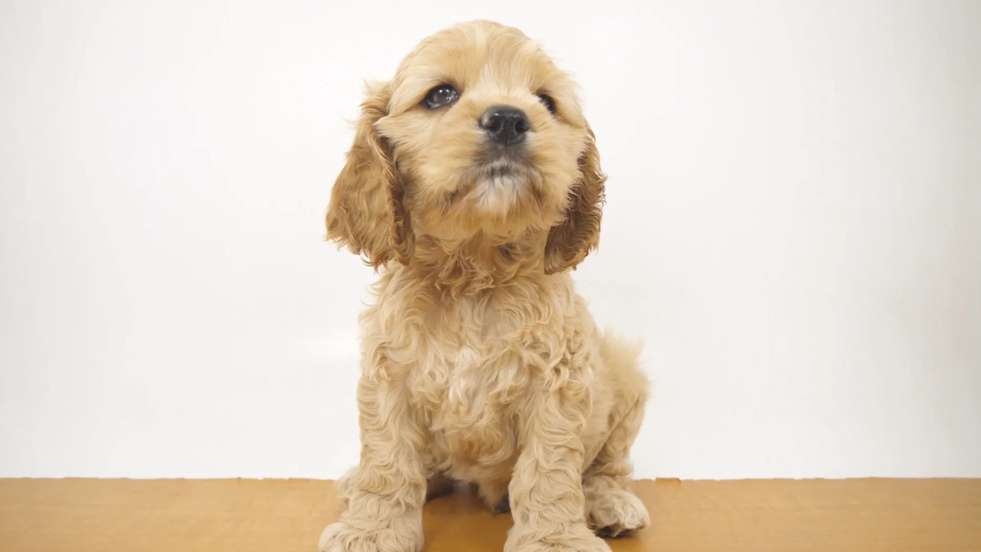 アメリカン・コッカー・スパニエル バフ 男の子 アリオ北砂店