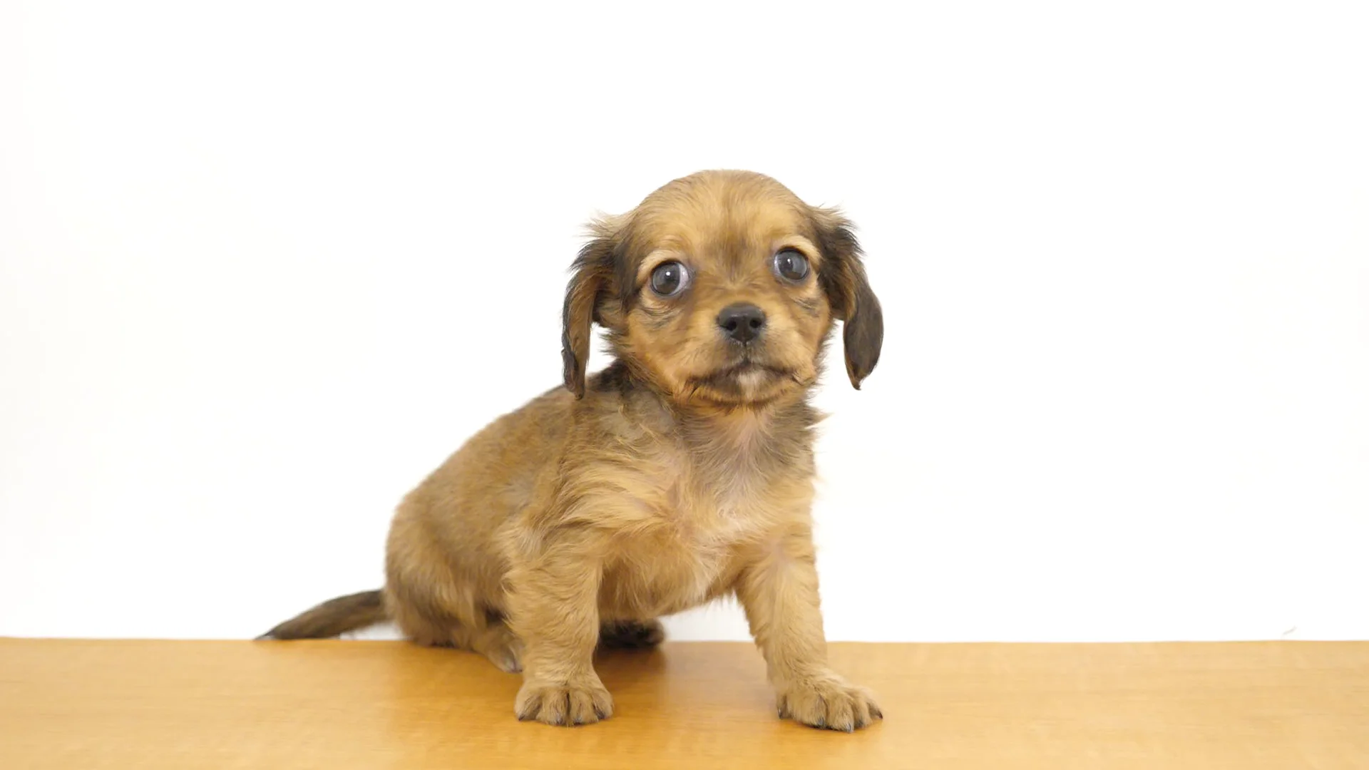 ハーフ犬（チワックス） レッド 女の子 和光店 2026020442802 ｜ペット