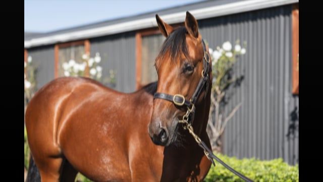 Lot 129