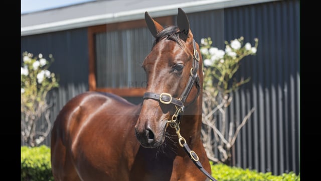 Lot 68