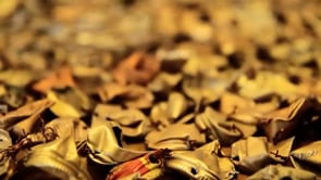 Vignette de la vidéo