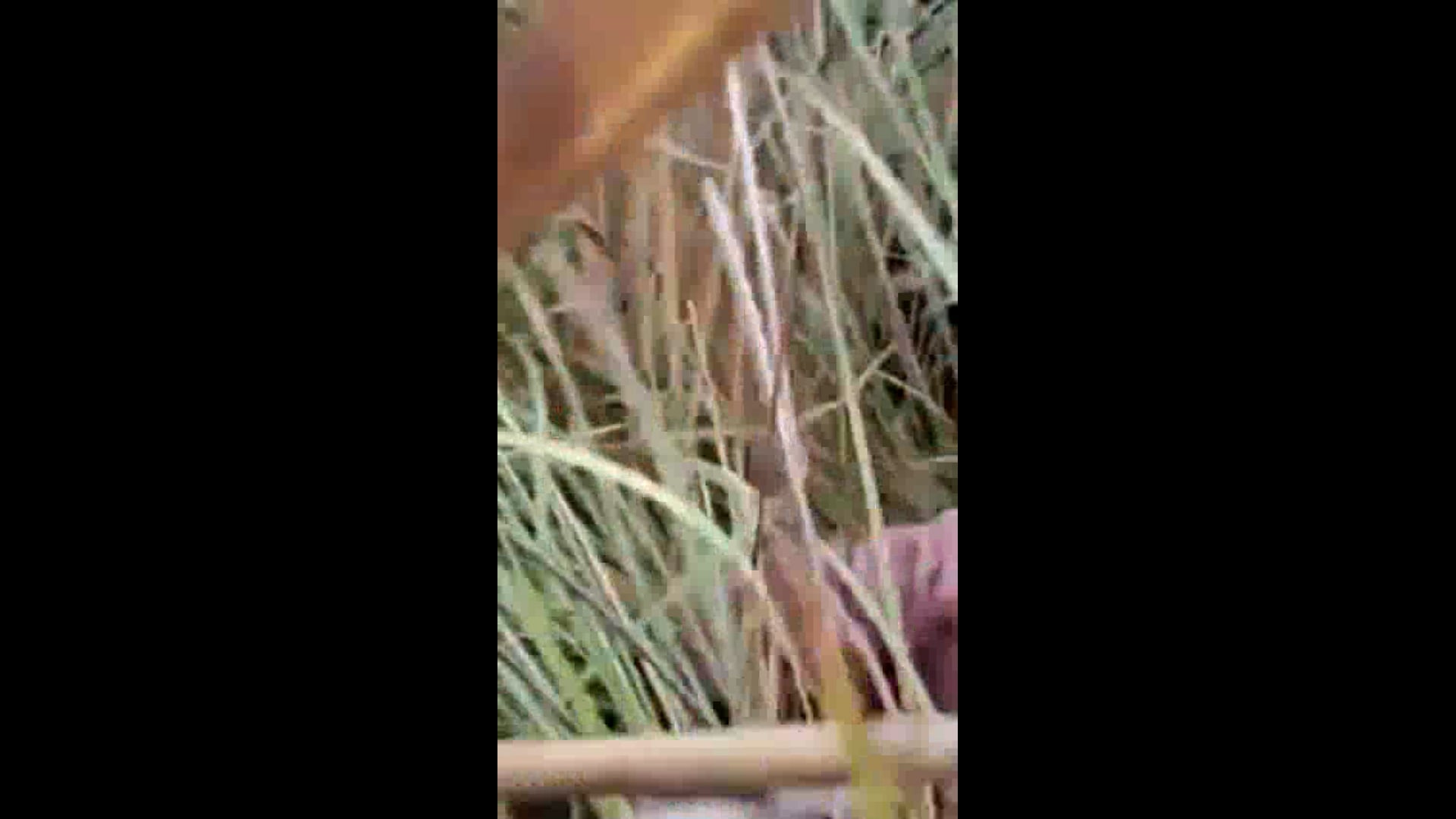 थारू ग्राम छेदिया पश्चिम निवासी मुंशी राम को बाघ ने बनाया निवाला