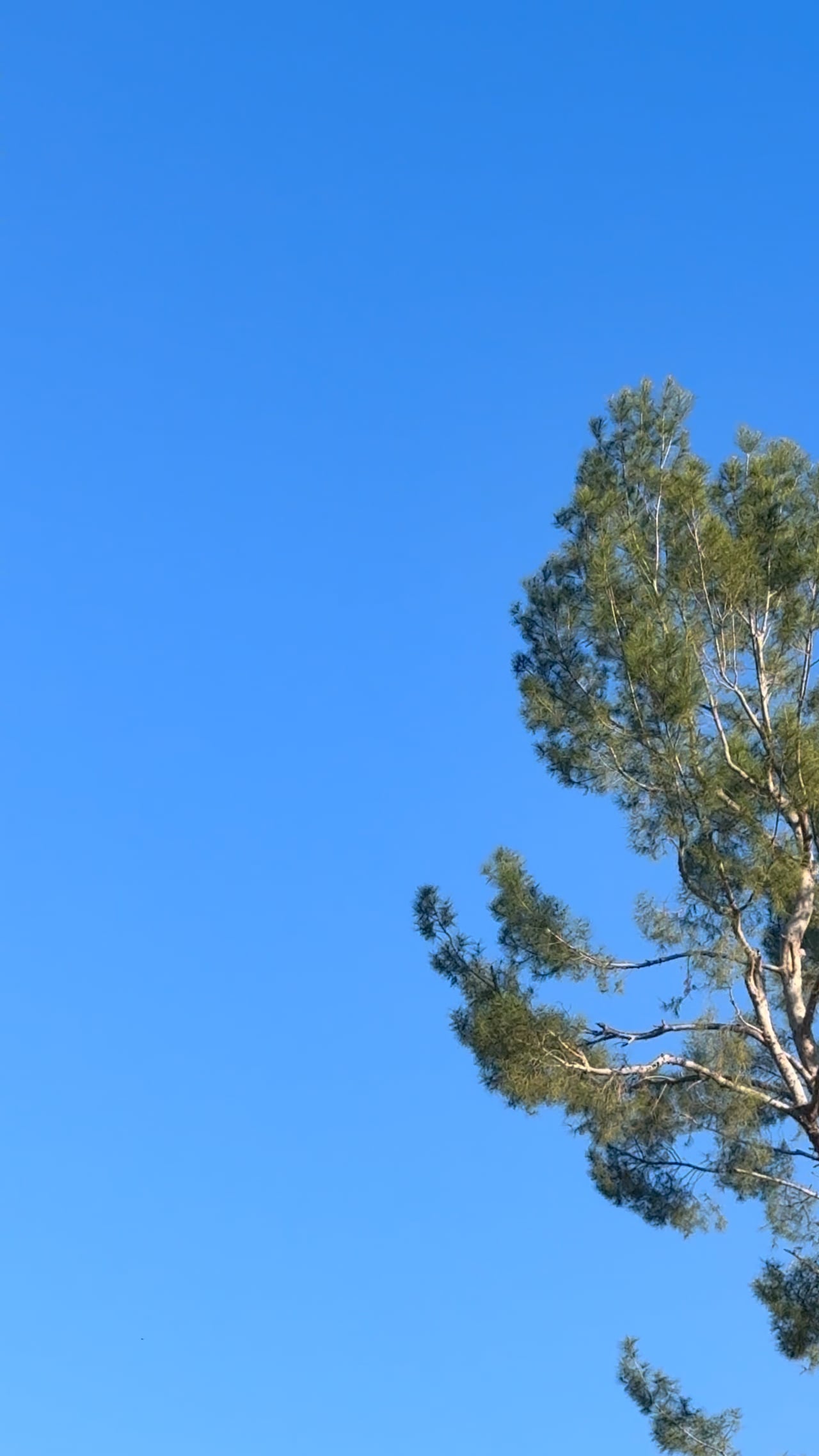 Preview of the original recording from Los Angeles, California, December 15, 2025 · 2:39 p.m..